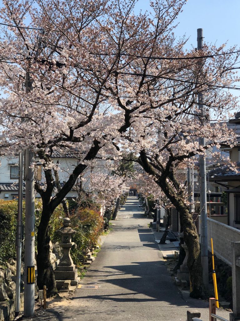 小戸神社の境内から参道への桜並木